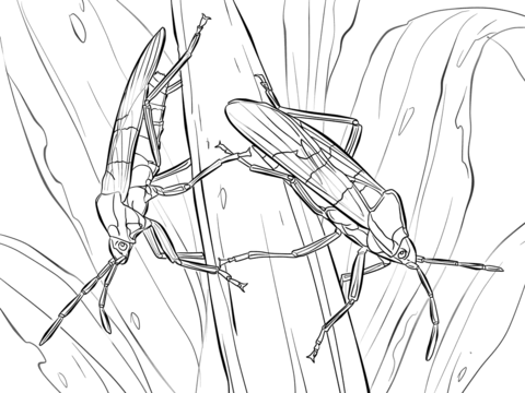 Large Milkweed Bugs Coloring Page